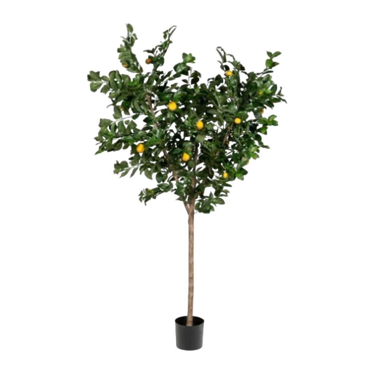 lemontree_1200x1200.jpg?v=