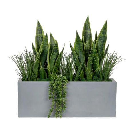 snake plant in rectangular pot 24" Grey Manhattan Planter – Nest in the Desert