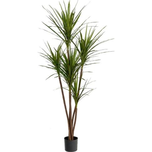 dracaena magenta plant 6' Dracaena Magenta Tree- UV Protected – Nest in the Desert
