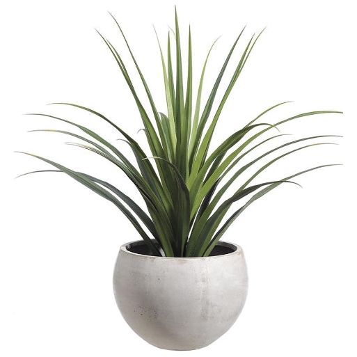planter dracaena 53" Dracaena in Fiber Cement Planter Green – Nest in the Desert